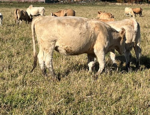 TROUPEAU DE FERME WINDY WOOD VENDU LE SAMEDI 25 OCTOBRE